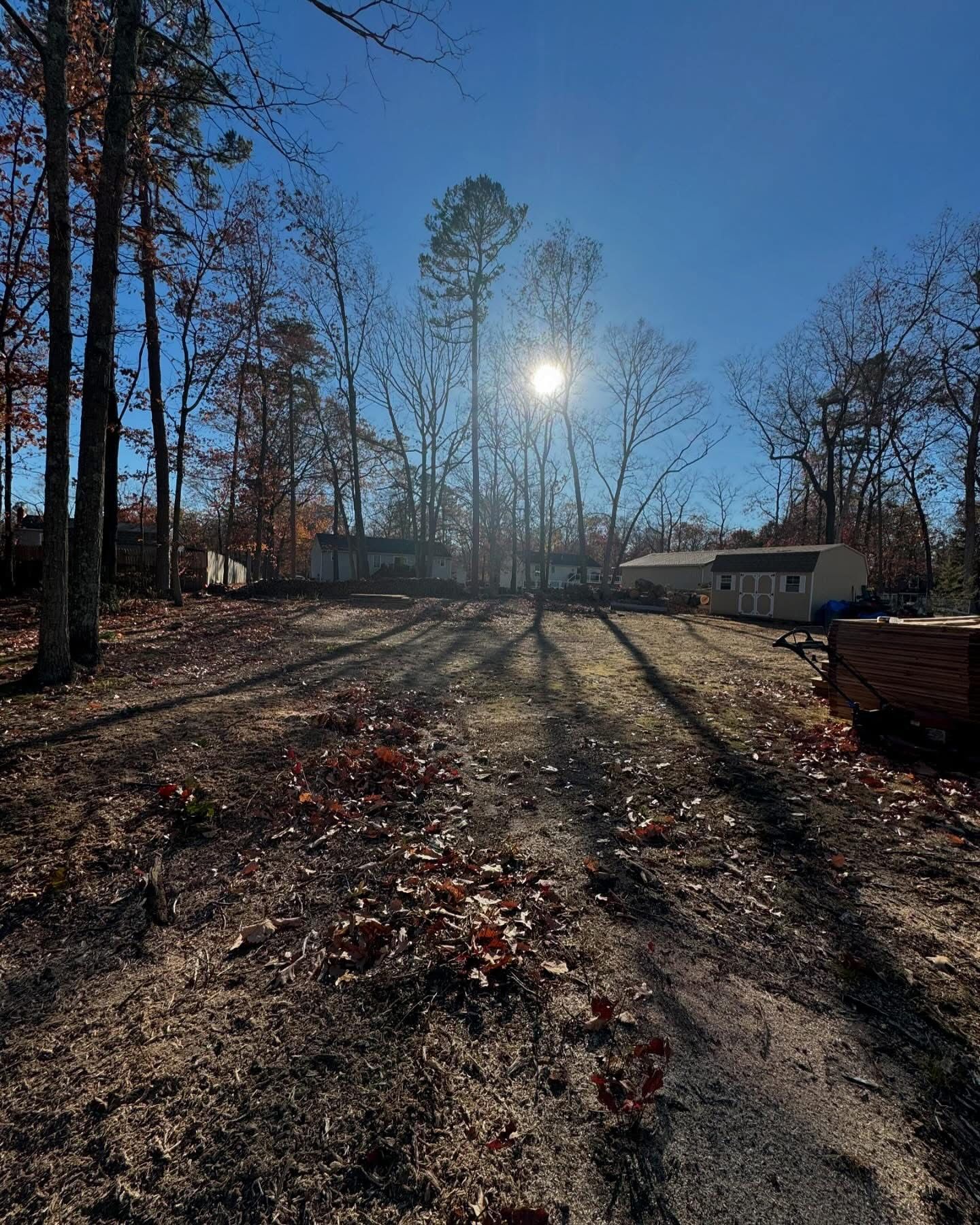 Sunny wooded yard with bare trees and a small house in the background