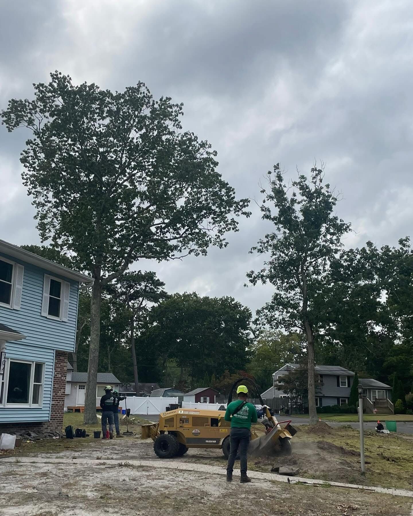 Tree service workers trimming branches beside a house under a cloudy sky.