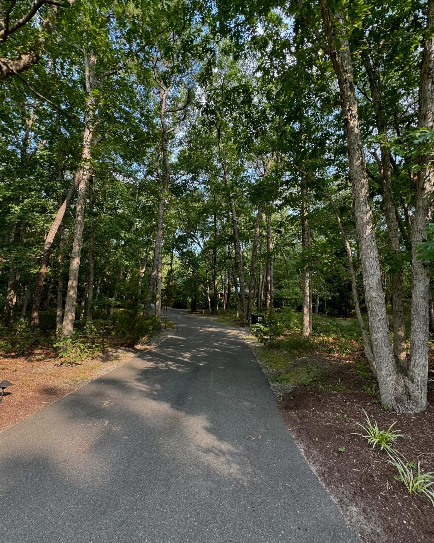 Paved path winding through a sunlit forest of tall green trees