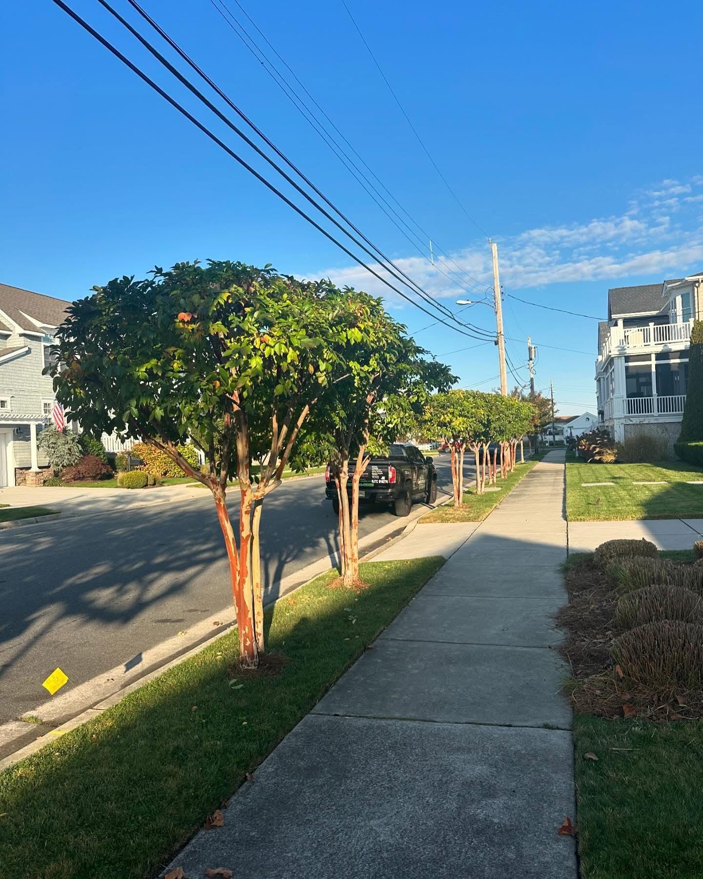 Residential sidewalk lined with small trees beside houses on a sunny street