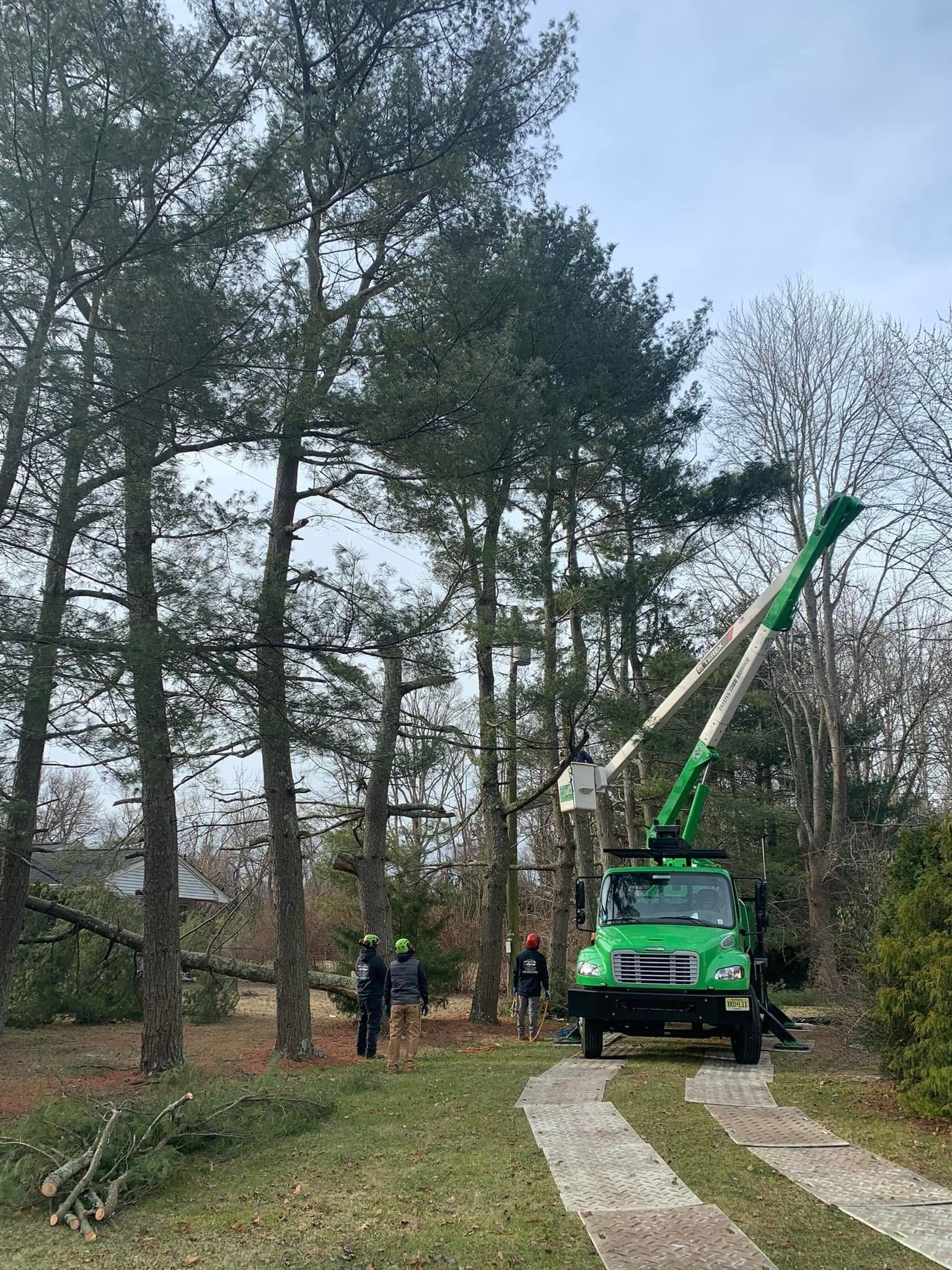 Tree removal crew with green crane truck working beside tall pines on a wooded driveway