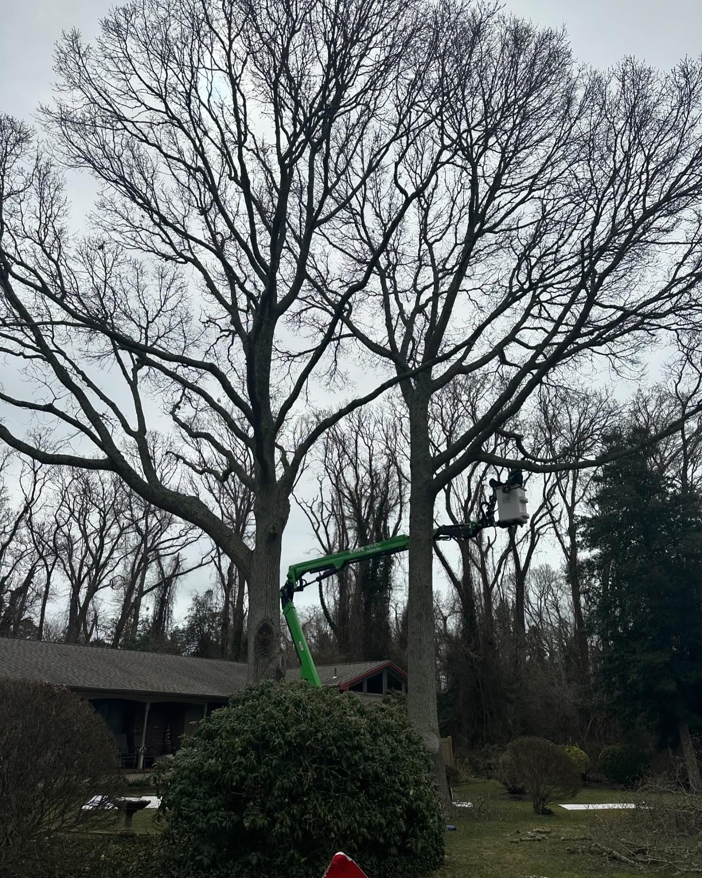 Bare winter tree with a green lift arm beside a house and wooded yard