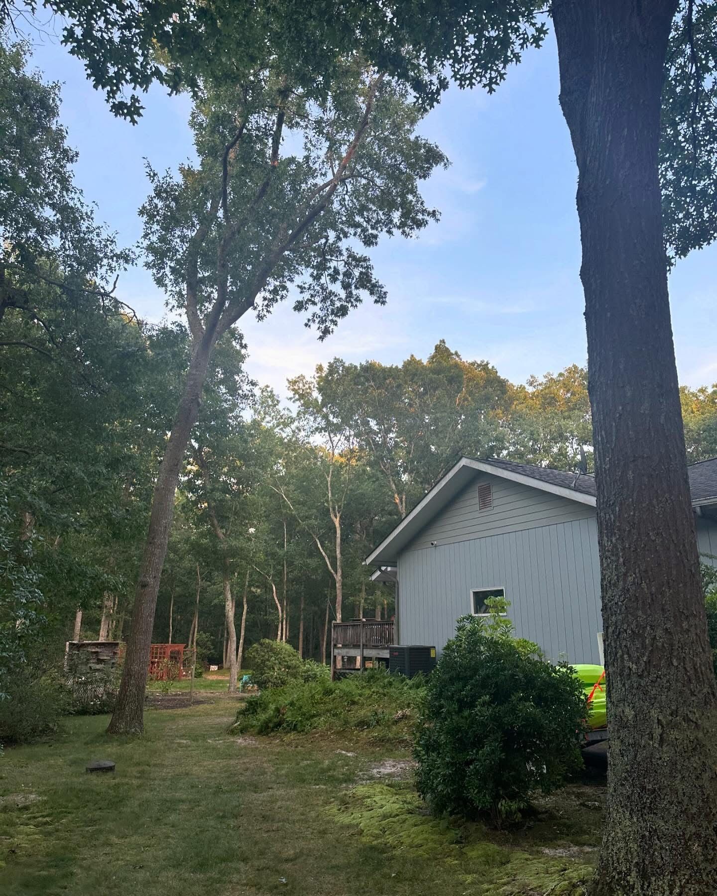 Wooded backyard with a small white house, tall trees, and sunlight filtering through the canopy.