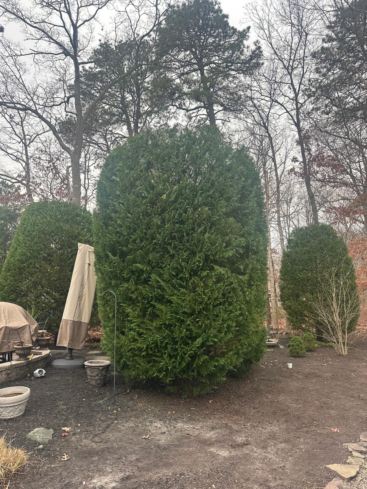 Outdoor garden with three neatly trimmed evergreen shrubs beside patio furniture and closed umbrellas