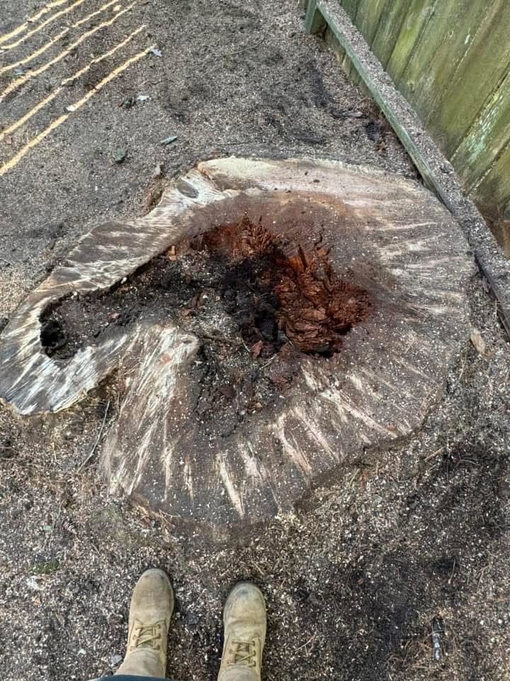 Ground-level view of a large cut tree stump with boots visible at the bottom edge.