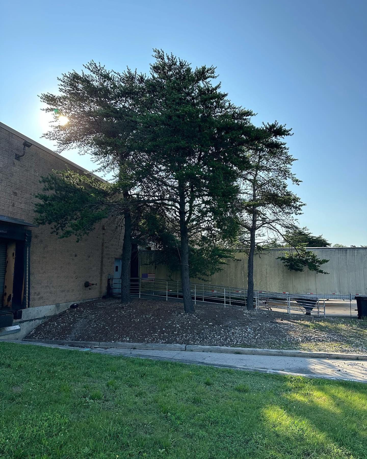 Two leafy trees in a landscaped courtyard beside a brick building, with grass and gravel ground.