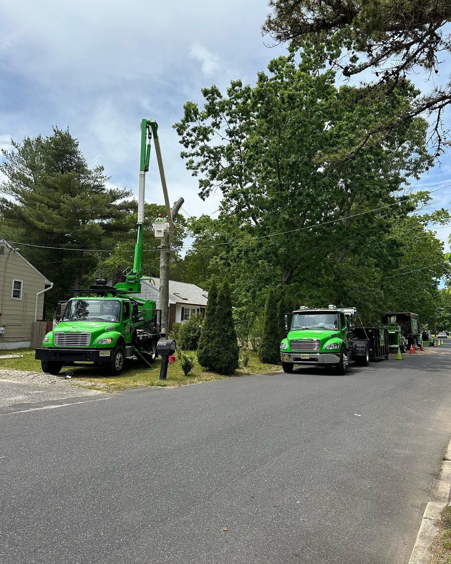 Green utility trucks with a crane trimming a large tree on a residential street.