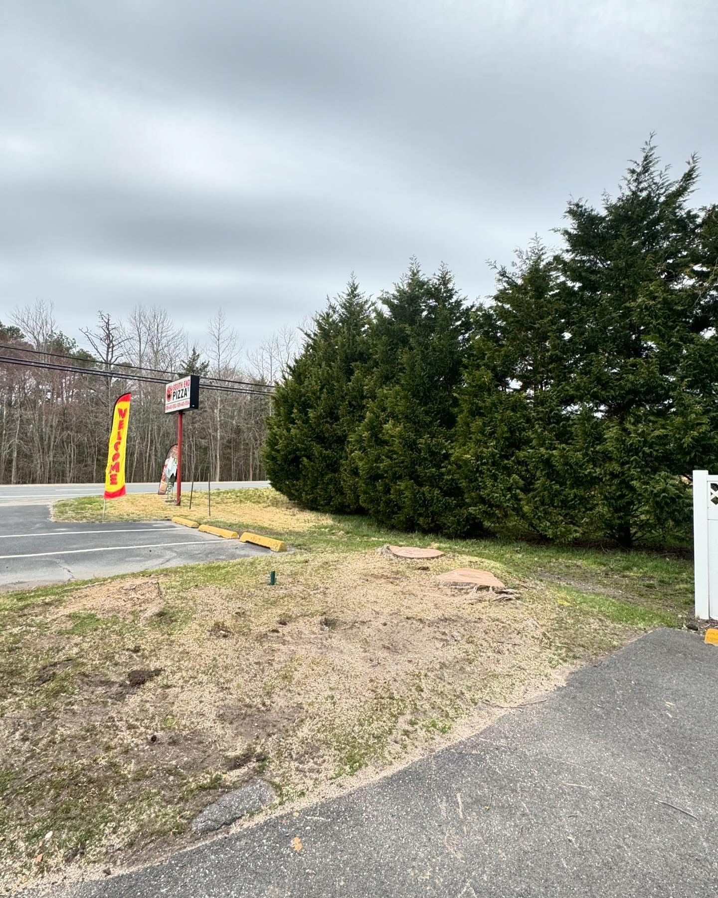 Grassy roadside shoulder beside a parking lot, with tall evergreen trees and cloudy sky.