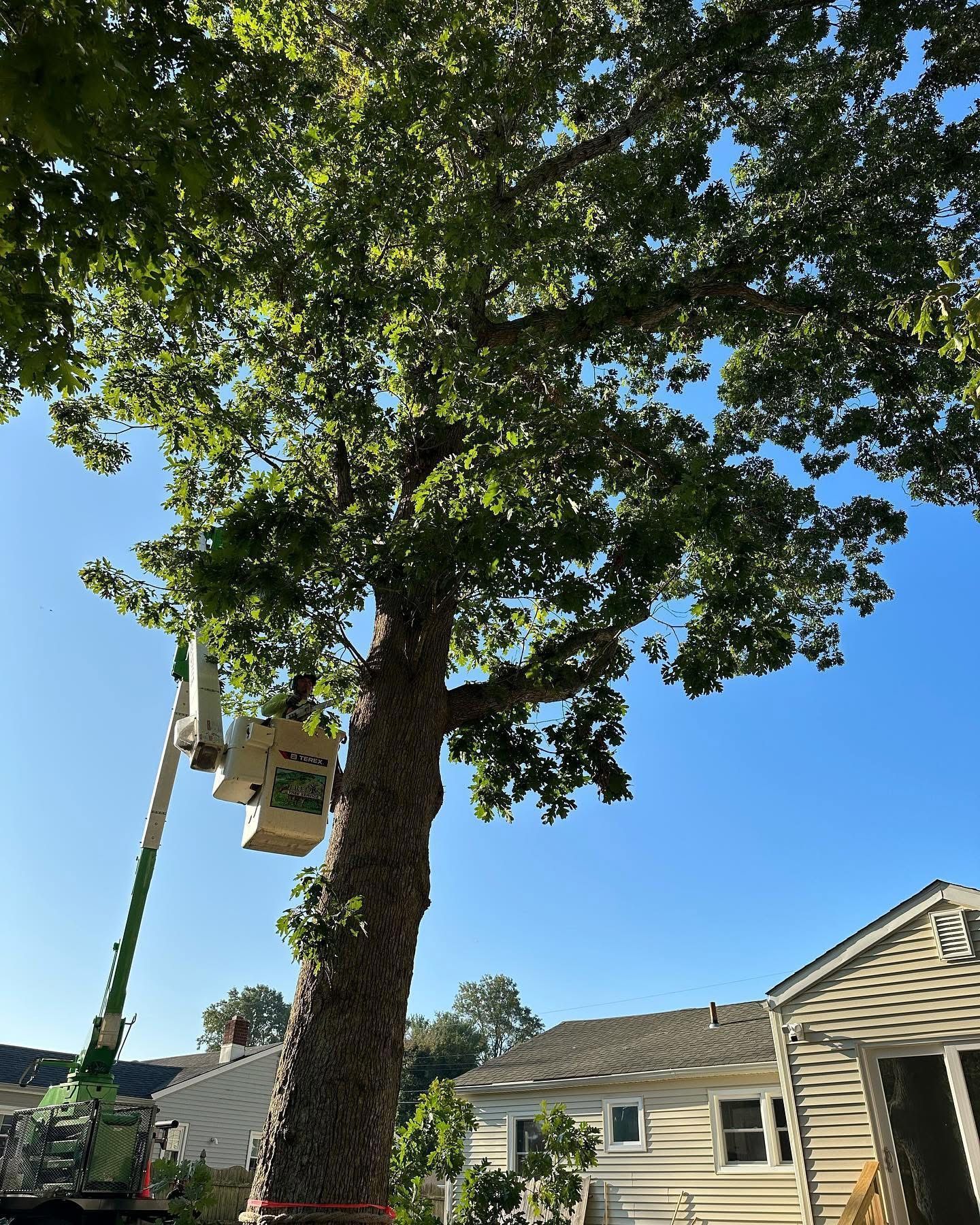 Tree trimming with a worker in a lift beside a house under a blue sky