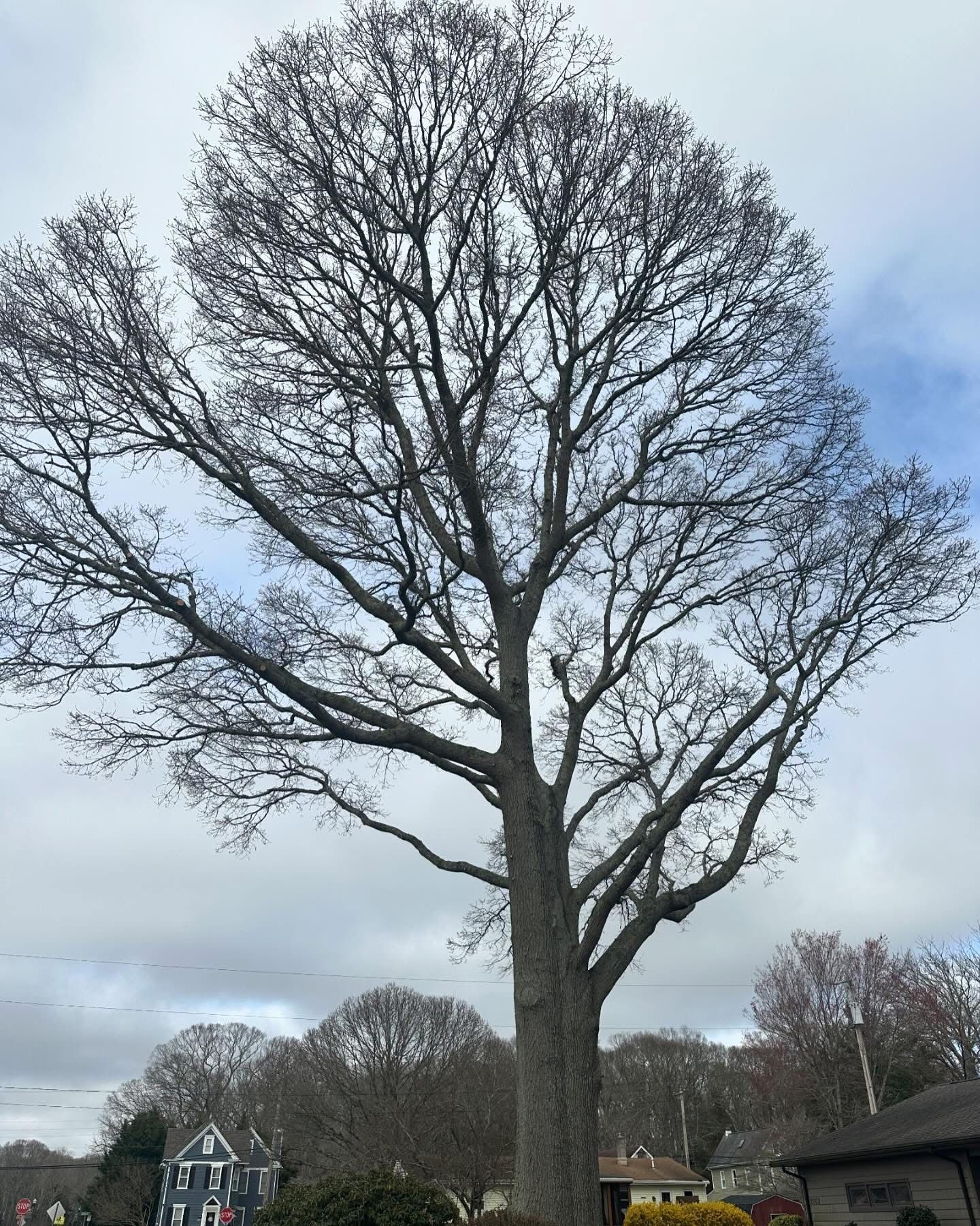 Tall leafless tree against a cloudy sky in a suburban yard