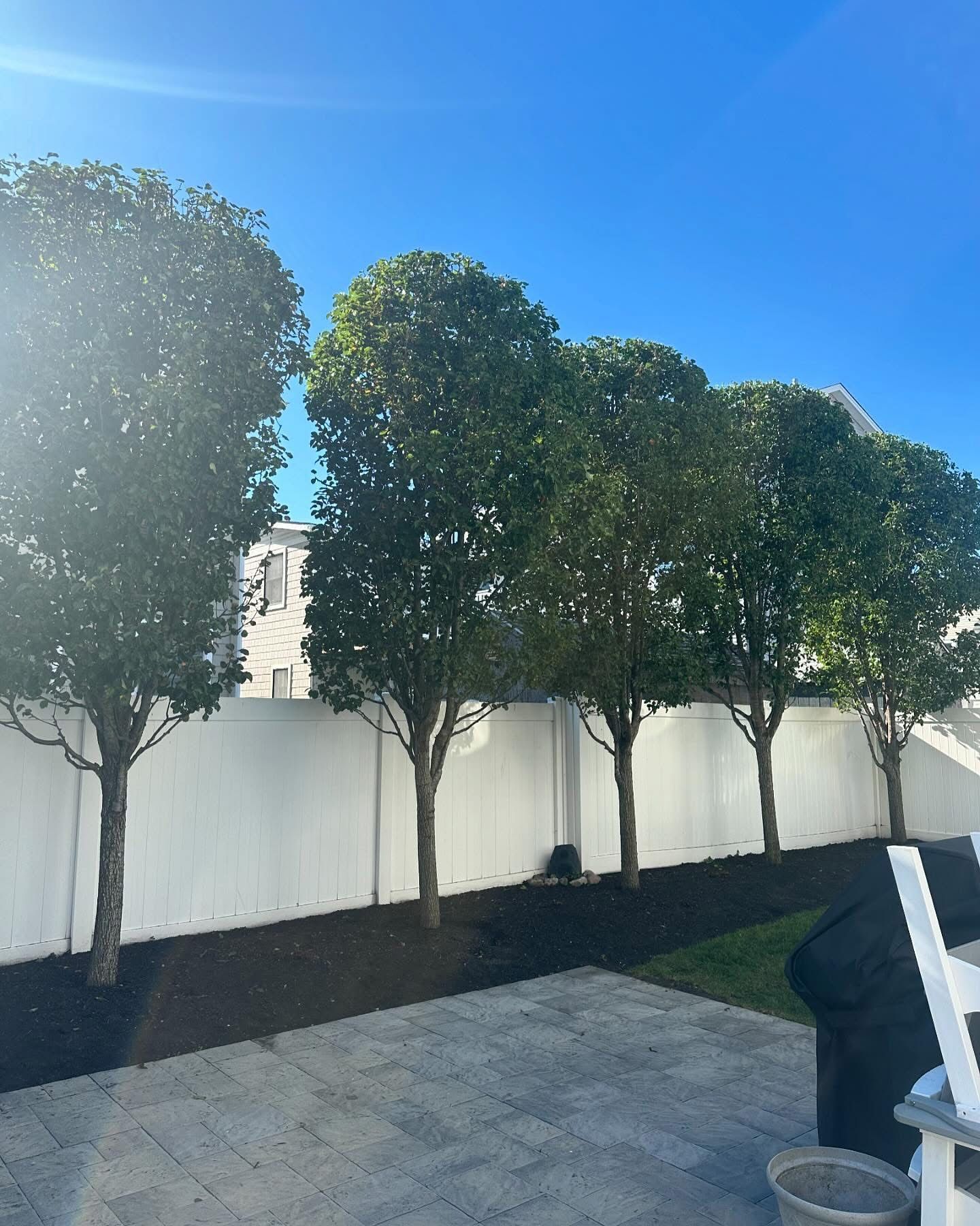 Sunny courtyard with trimmed trees, a white wall, and paved patio under a clear blue sky