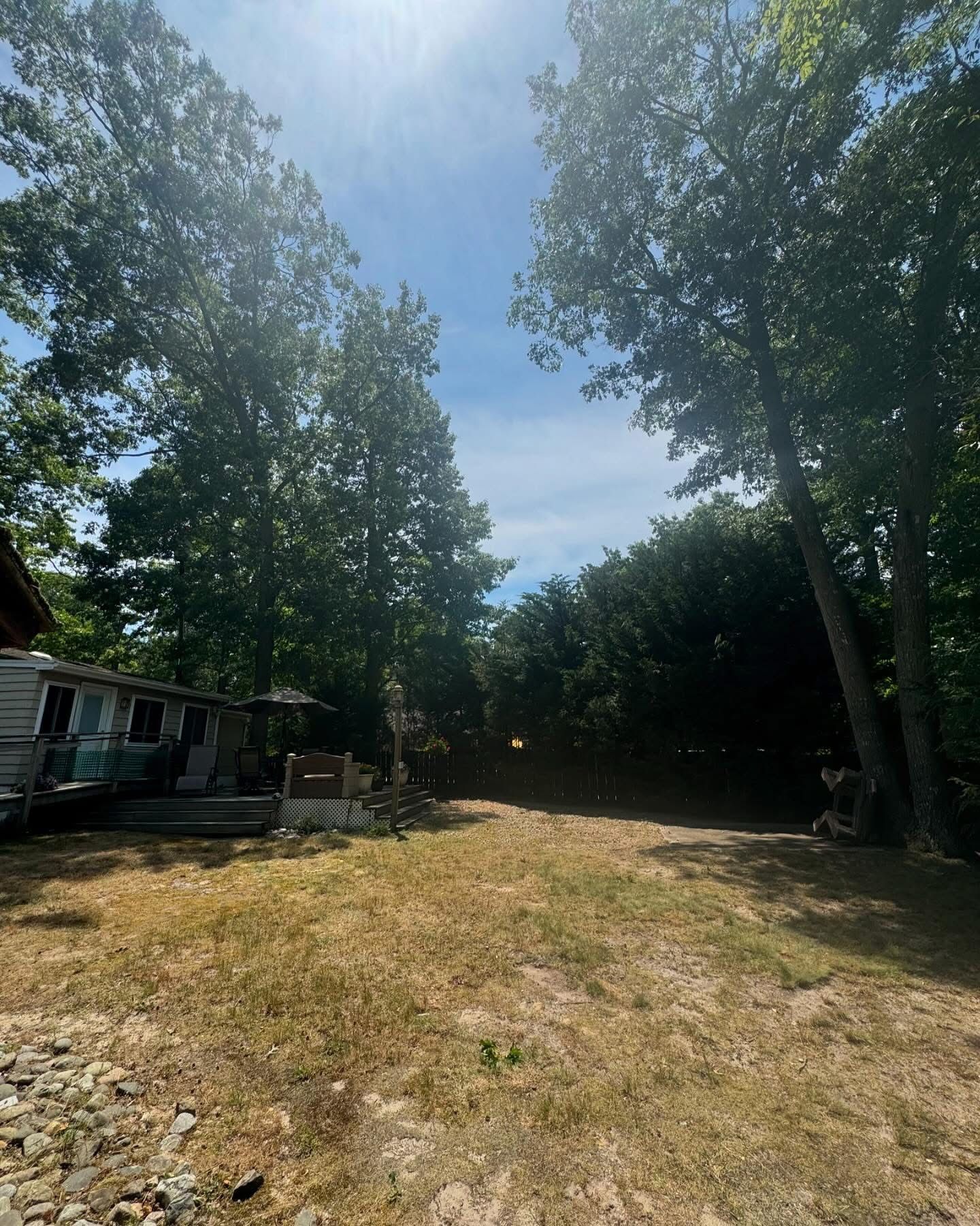 Sunlit backyard with tall trees, dry grass, and a small house on the left