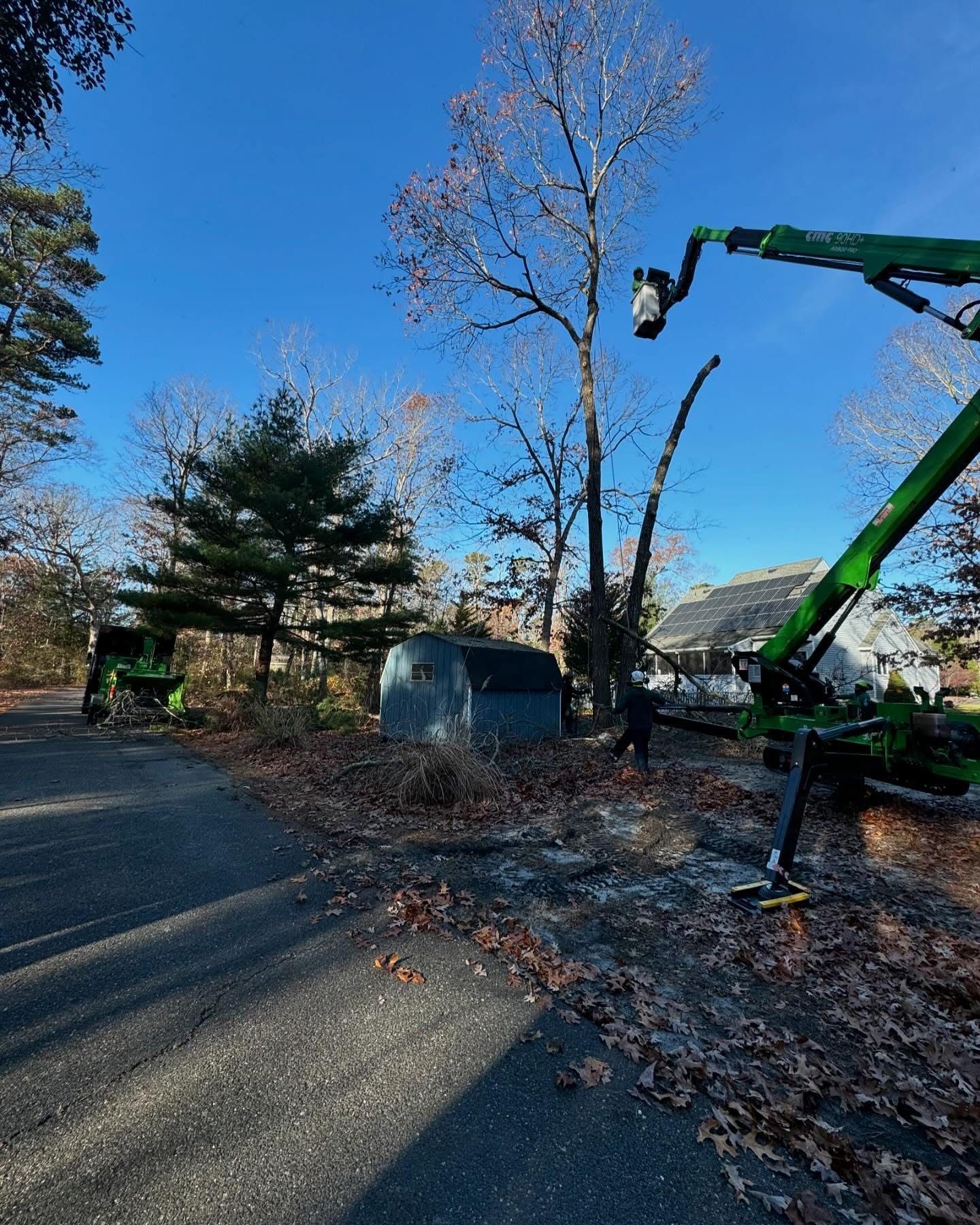 Green lift truck pruning a tall tree beside a road on a clear blue day