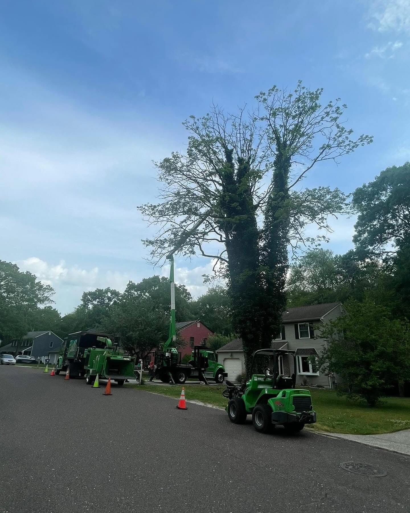 Tree service crew trimming a tall tree along a suburban street, with green equipment and orange cones.