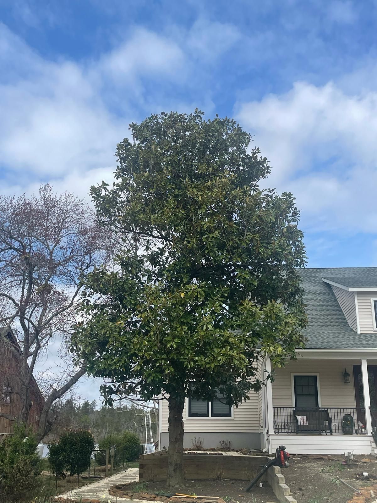 Large leafy tree in front of a house under a blue, partly cloudy sky