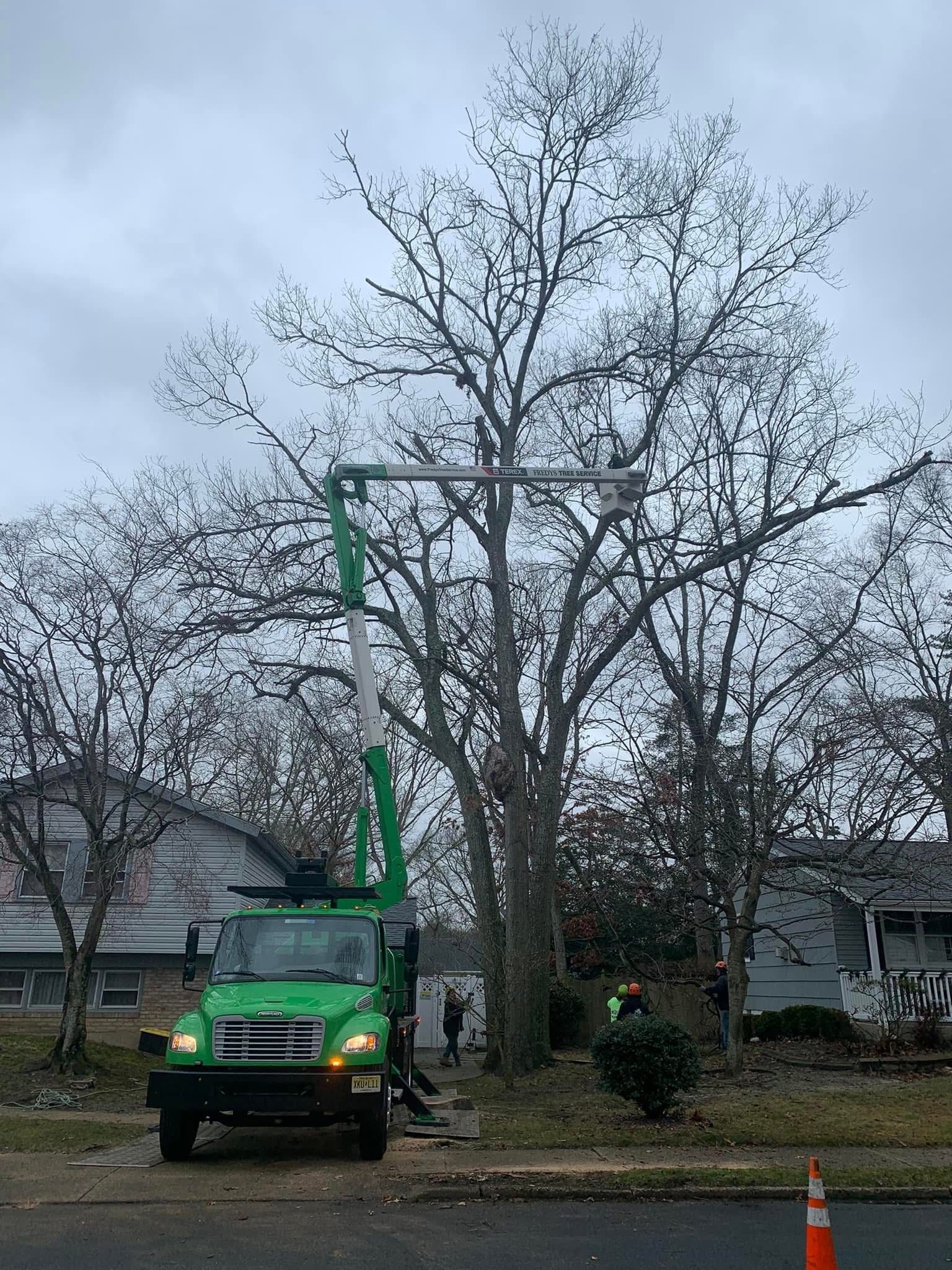 Green bucket truck trimming a large leafless tree in a residential yard on a cloudy day