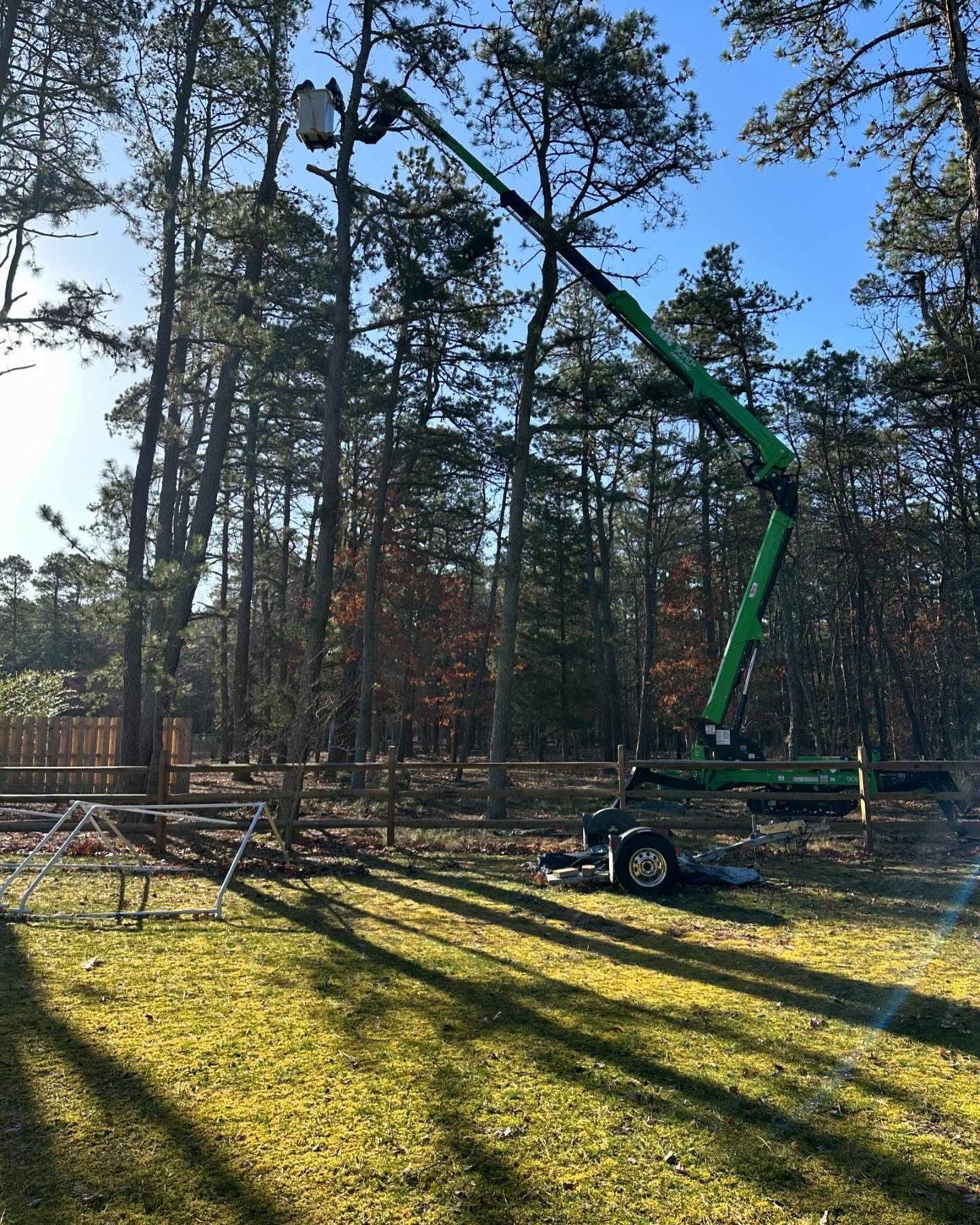 Green boom lift trimming tall trees in a sunny wooded yard
