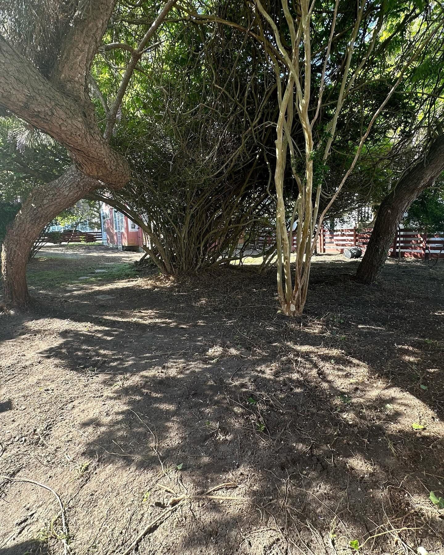 Shaded park ground beneath dense trees with sunlight filtering through branches.