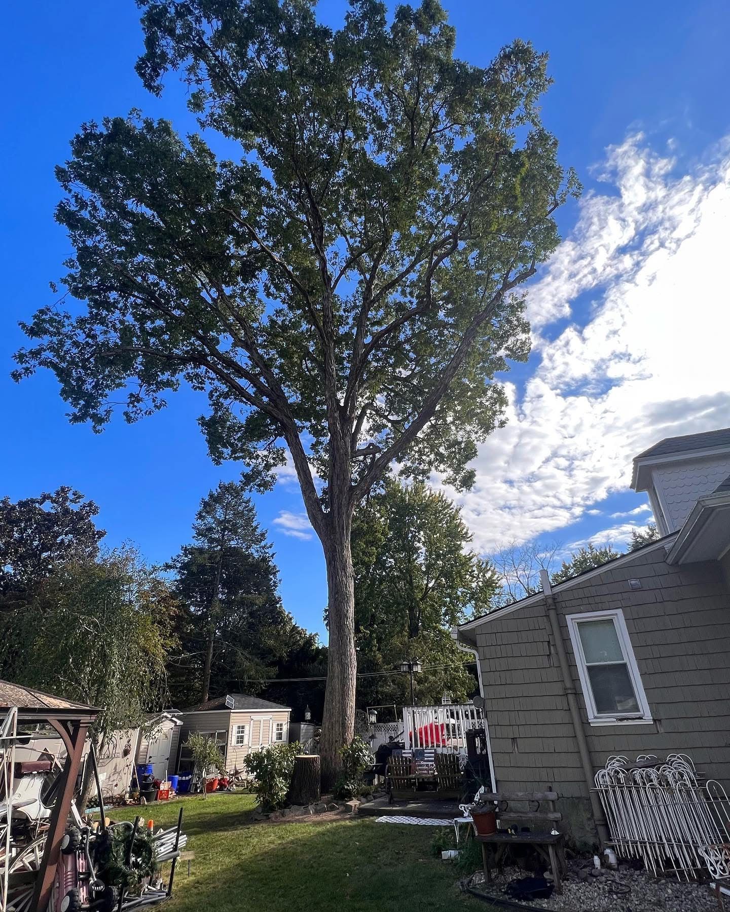 Backyard with a tall tree under a blue sky beside a house and garden items