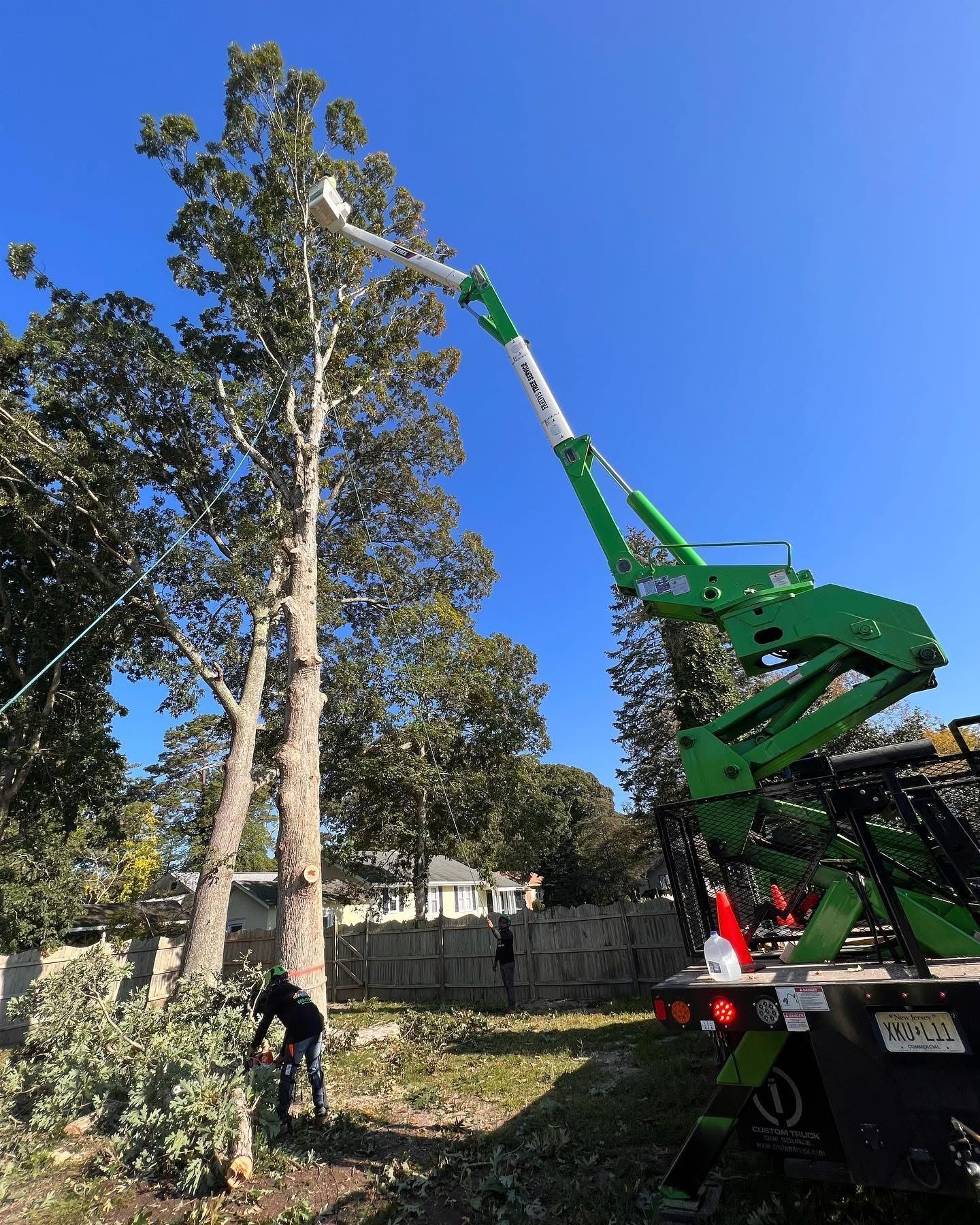 Tree trimming crew using a green lift to cut a tall tree in a yard under a clear blue sky