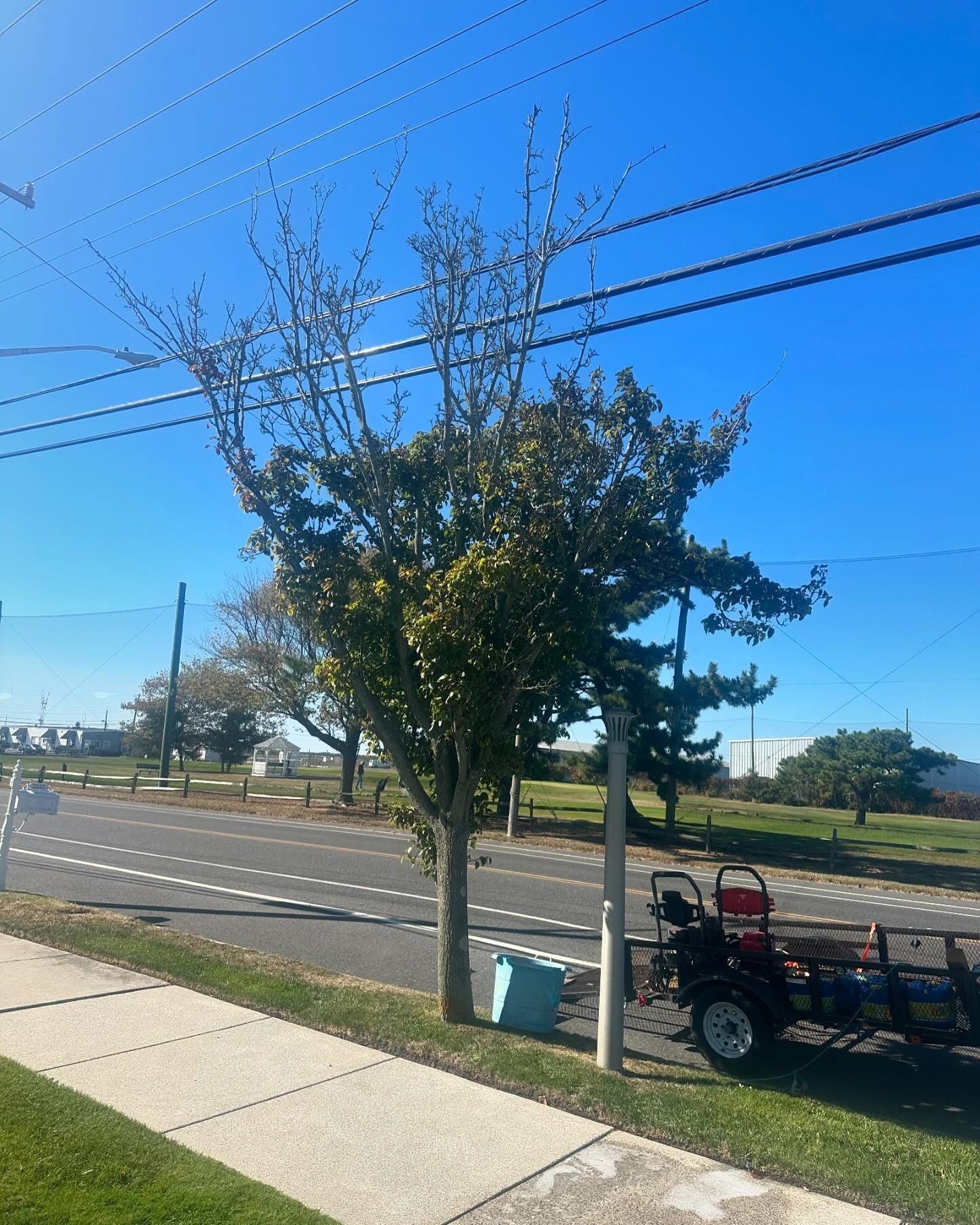 Tree-lined roadside with a sidewalk, trash bin, utility wires, and a parked trailer under a blue sky