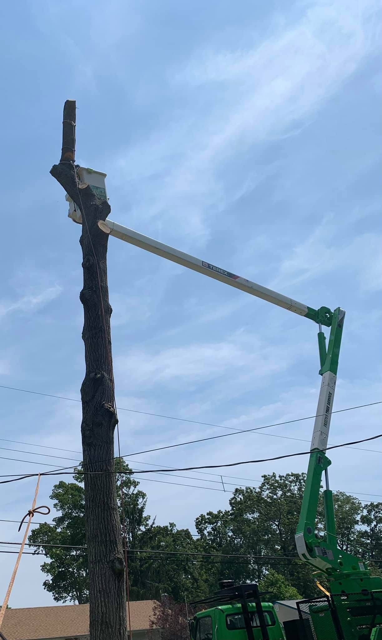 Crane lifting a long white beam beside a tall stripped tree trunk under a blue sky.