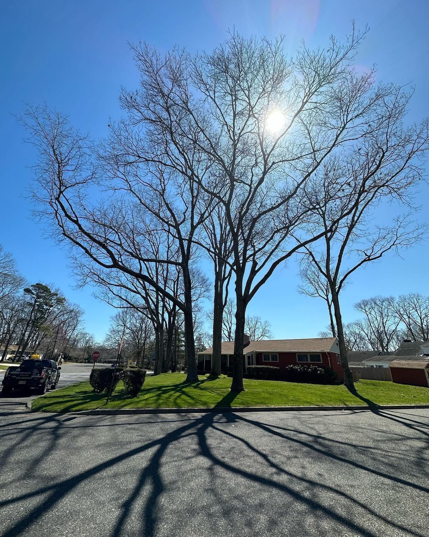 Bare trees casting long shadows on a sunny suburban street with a brick house in the background.