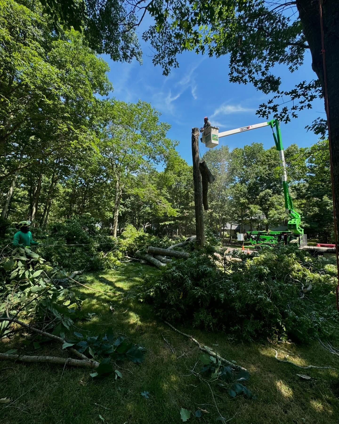 Tree service worker in a bucket lift trimming tall trees in a lush green forest under a blue sky