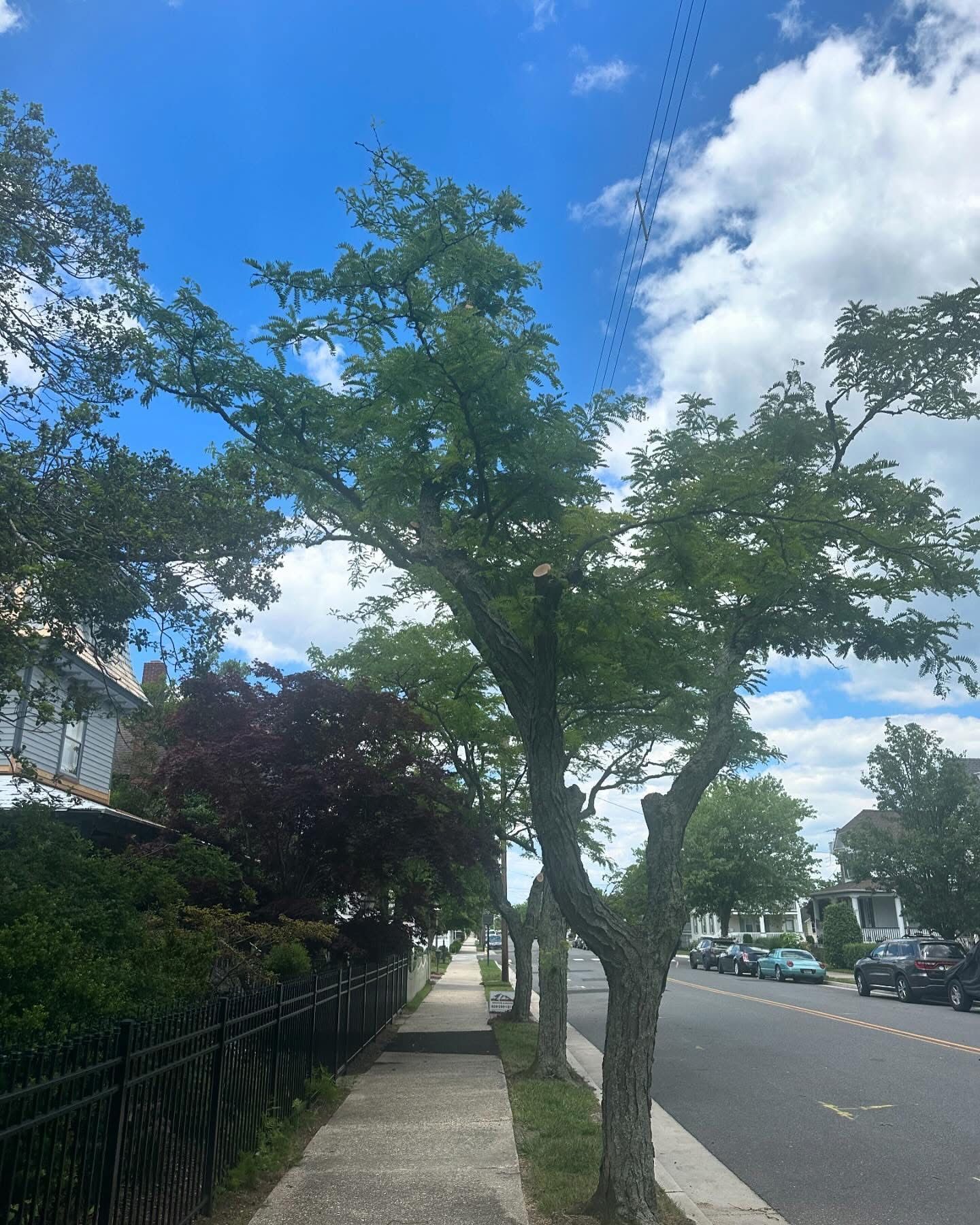Tree-lined suburban street with sidewalk, parked cars, and blue sky with clouds