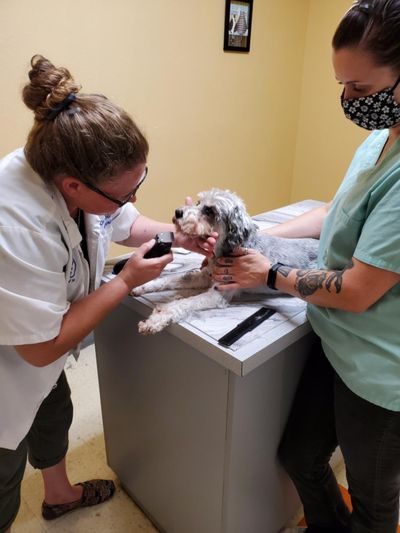 Jarrett Small Animal Clinic PA | Pet Care | Lawrence, KS