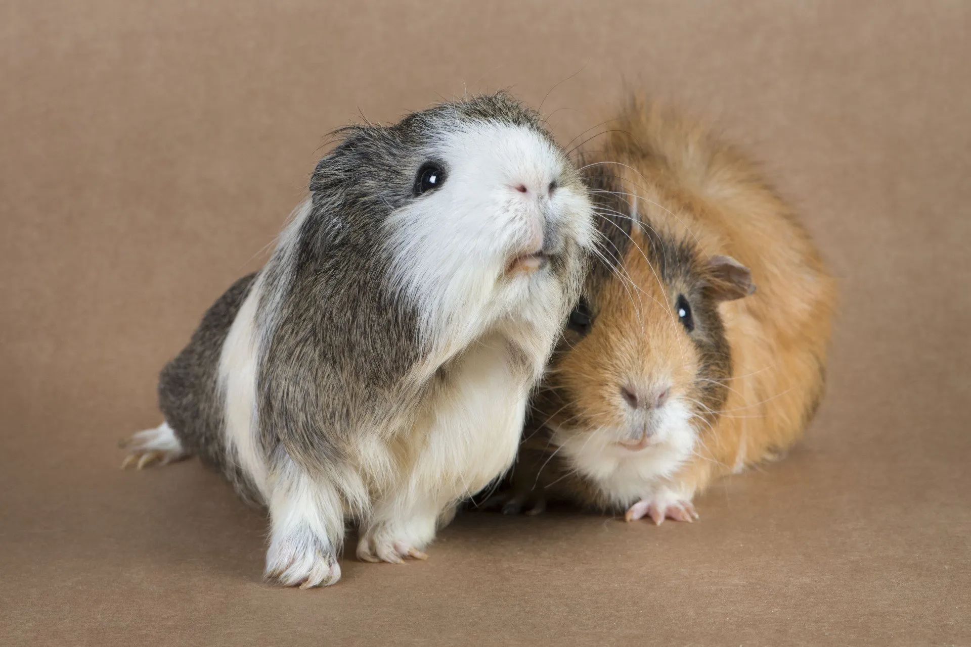 Two guinea pigs, one gray-white and one brown, sitting together on a brown background