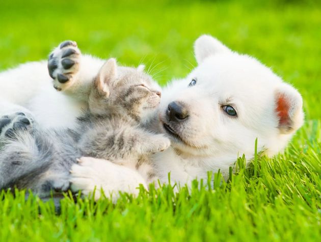 White puppy lying in green grass, playfully raising a paw