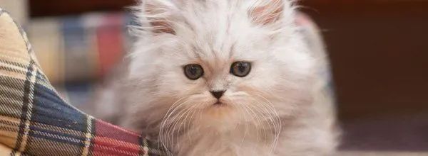 Fluffy white kitten with blue eyes sitting beside a plaid blanket indoors