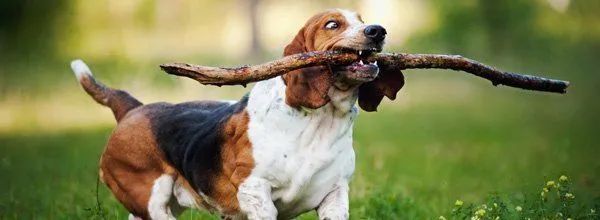 Brown and white dog running through grass with a stick in its mouth
