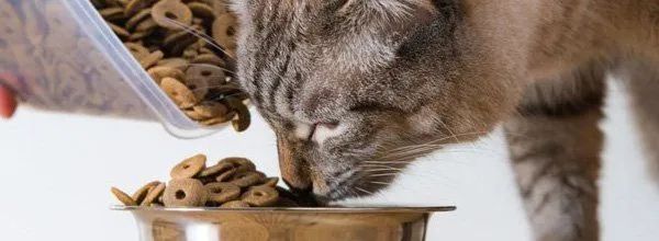 Tabby cat eating kibble from a bowl, with a tipped treat container nearby