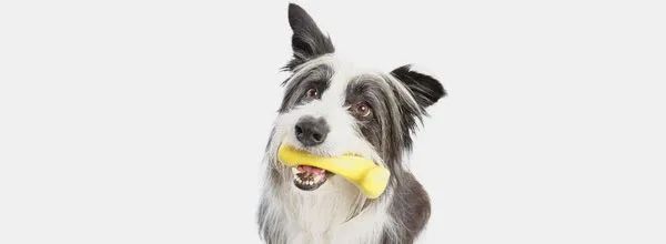 Black-and-white dog holding a yellow toy in its mouth against a plain white background