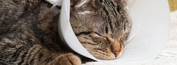 Sleeping tabby cat wearing a white cone collar, resting on a white surface.