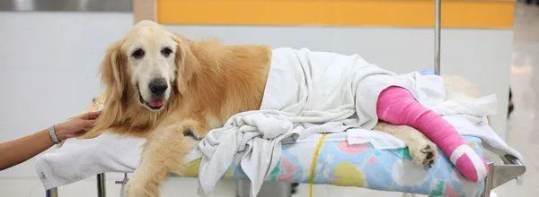Golden retriever lying beside a person in a white cast, with a pink bandage on a hospital bed