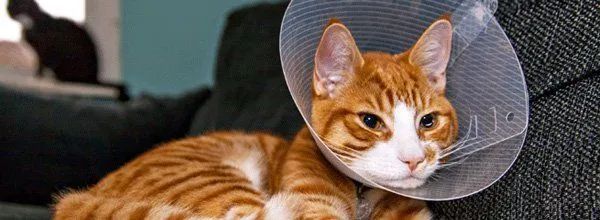 Orange tabby cat wearing a cone collar лежит on a couch