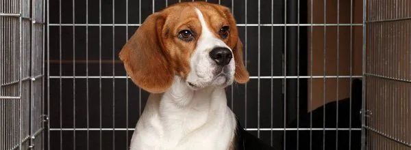 Brown-and-white beagle sitting in a metal kennel, looking to the side.