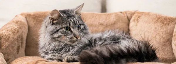 Gray tabby cat lying on a beige plush couch, looking to the side