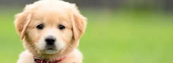 Golden retriever puppy with a red collar, looking at the camera against a blurred green background