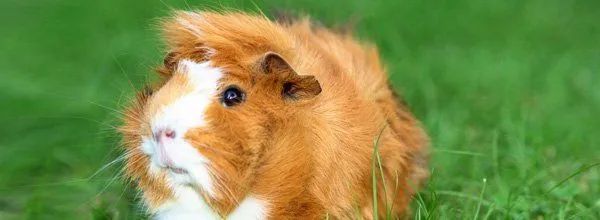 Brown and white guinea pig in green grass, facing left