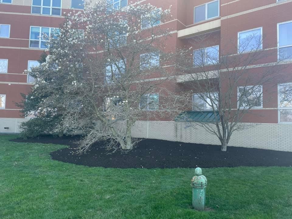 A tree with white flowers in front of a brick building and green lawn. Fire hydrant in the foreground.