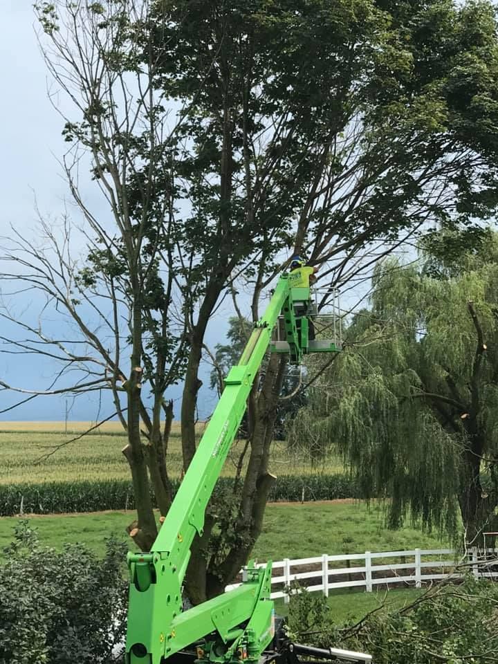 A tree being trimmed by a worker in a green lift, with a field and white fence in the background.