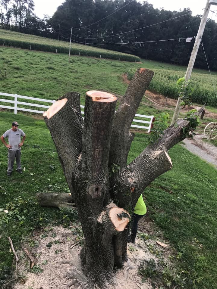 Tree trunk with cut branches, person cutting, another person watching on grassy field, white fence, utility pole.