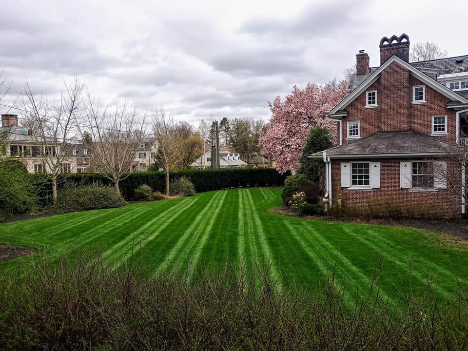 Lawn with stripes in front of a brick house and flowering trees under a cloudy sky.