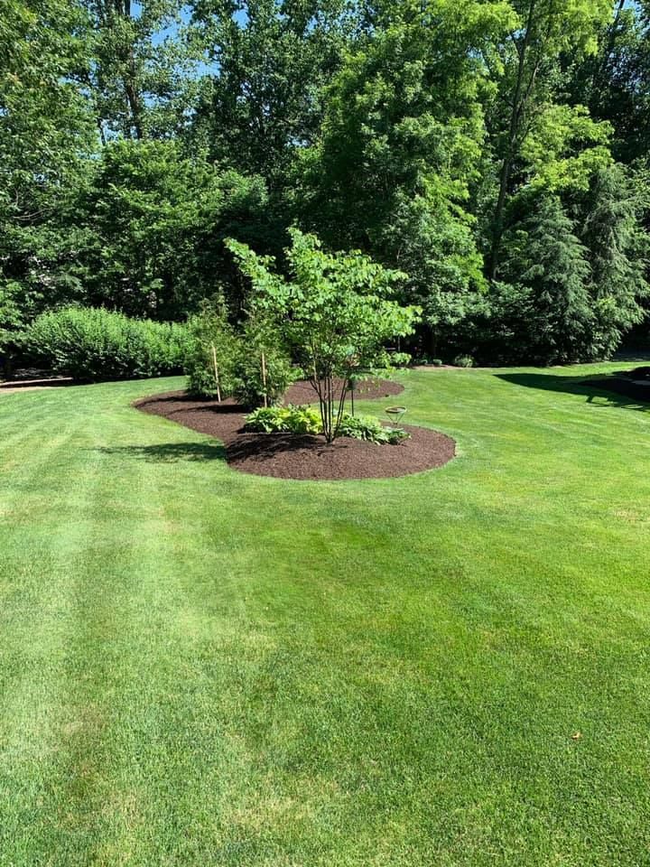 Green lawn with a mulch-covered garden bed containing young trees, surrounded by dense greenery.
