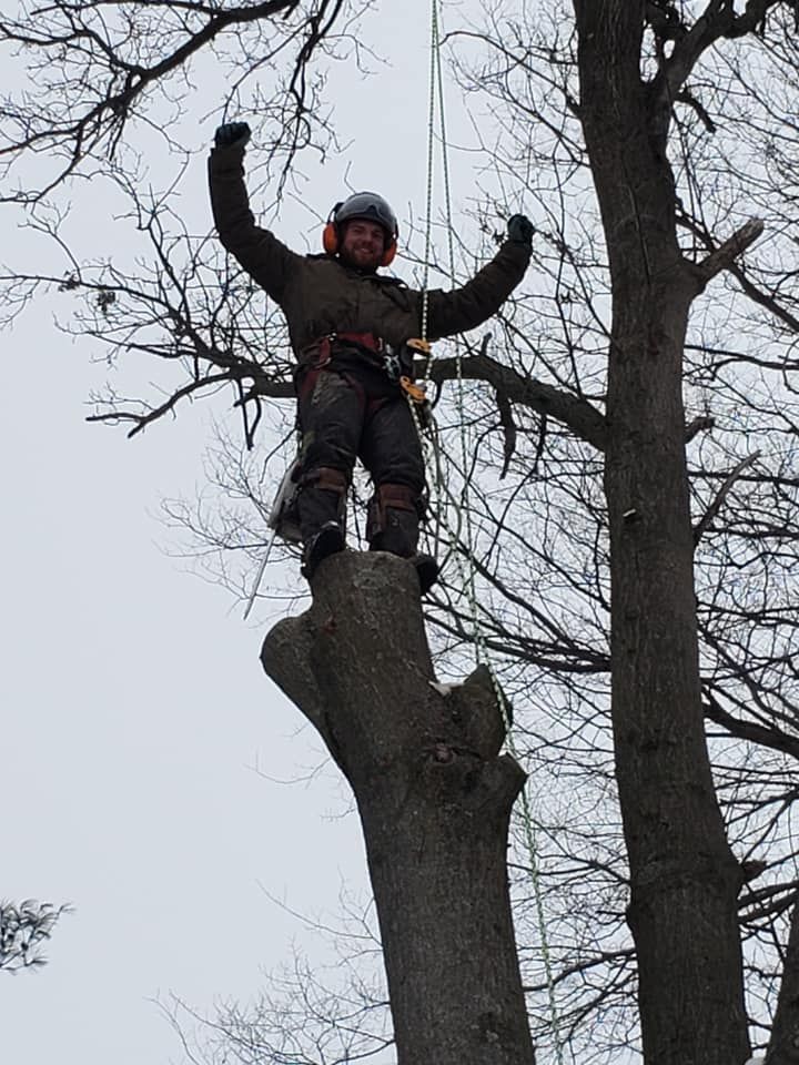 Arborist on a tree stump, arms raised, wearing helmet and gear, winter setting.