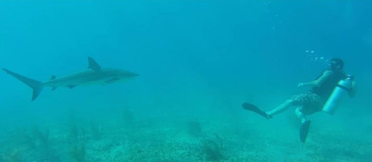 A scuba diver is swimming in the ocean next to a shark